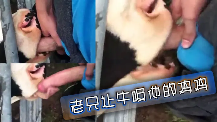 老兄让牛吸他的鸡鸡