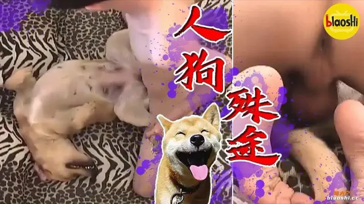 人兽杂交-论宠物的基本作用，操翻母狗！