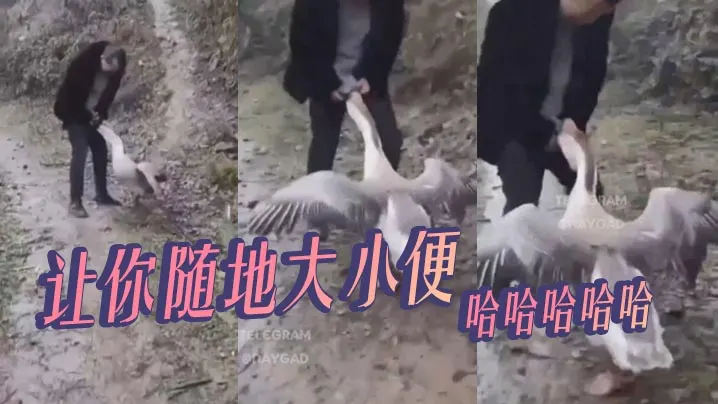 让你随地大小便哈哈哈哈哈.
